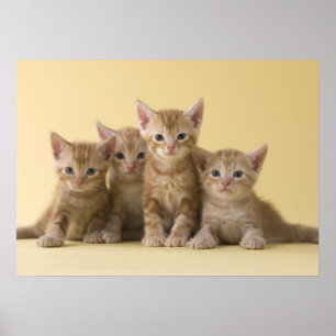 Fyra amerikanska Shorthair Kittens Poster
