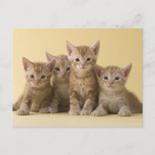 Fyra amerikanska Shorthair Kittens Vykort