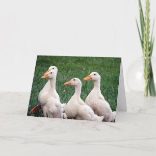 Fyra av en typ, Ducklings Kort