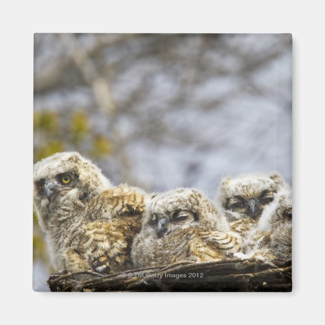 Fyra Chickar med Underbar hornsklubb (Bubo Virgini Magnet (Framsidan)
