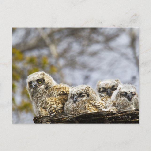 Fyra Chickar med Underbar hornsklubb (Bubo Virgini Vykort (Framsida)