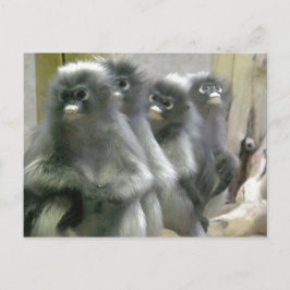 Fyra Cute och Inquisitive Dusky Löv-apor Vykort