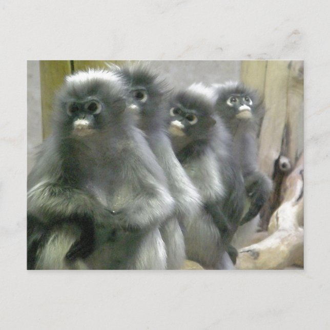 Fyra Cute och Inquisitive Dusky Löv-apor Vykort (Framsida)