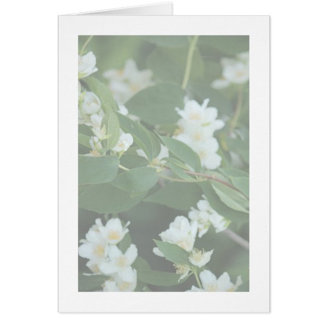 Fyra dollar hälsningskort (Framsidan)