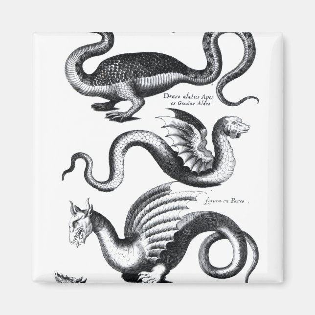 Fyra draktyper magnet (Framsidan)
