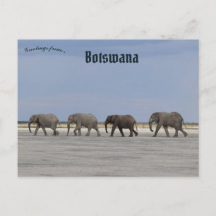 Fyra elefanter i Botswana vykort
