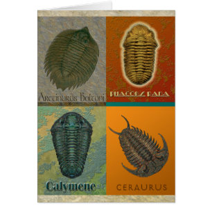 Fyra Fossil-trilobiter Hälsningskort