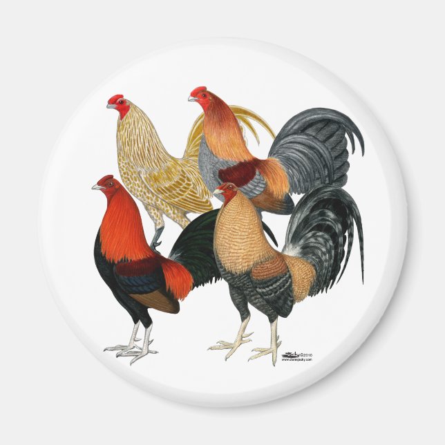 Fyra Gamecocks Magnet (Framsidan)