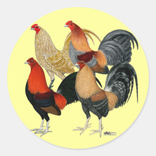 Fyra Gamecocks Runt Klistermärke