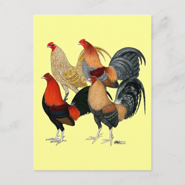 Fyra Gamecocks Vykort (Framsida)