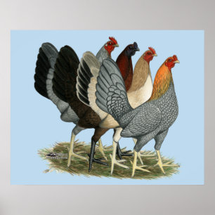 Fyra Gamefowl-höns Poster