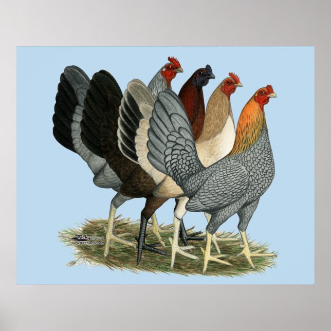 Fyra Gamefowl-höns Poster (Framsidan)