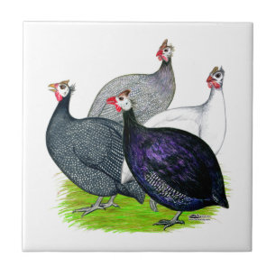 Fyra Guineas Kakelplatta
