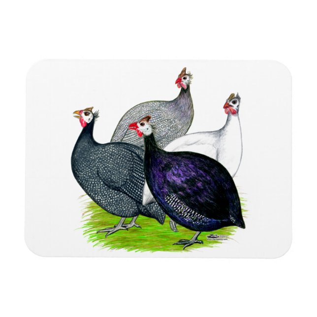 Fyra Guineas Magnet (Horisontell)