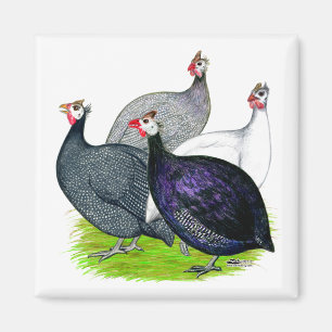 Fyra Guineas Magnet