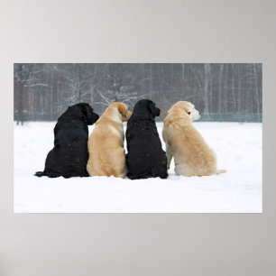 Fyra Labrador Hundar i Snö Poster