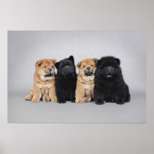 Fyra lite valpar för Chowchow Poster