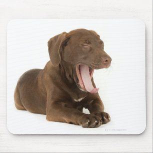 Fyra månader gammal choklad-valp-yawning musmatta