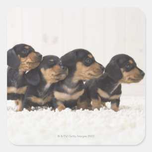 Fyra Mini Dachshund Fyrkantigt Klistermärke