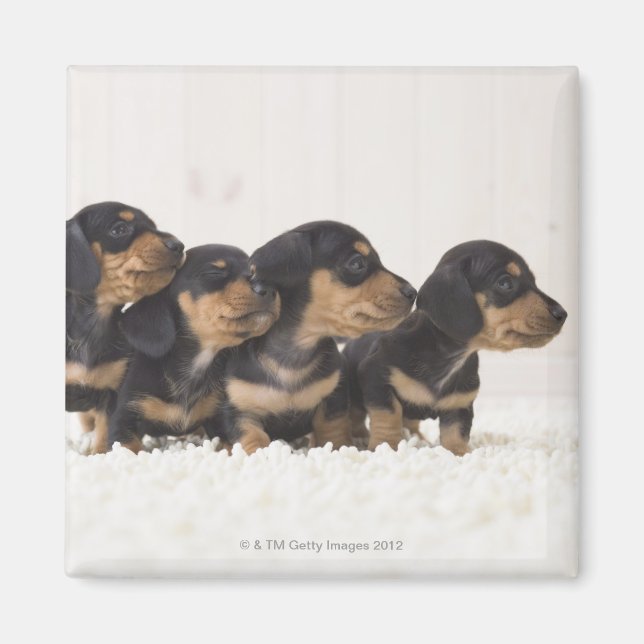 Fyra Mini Dachshund Magnet (Framsidan)