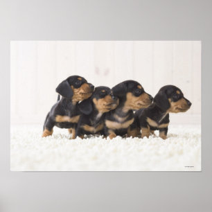 Fyra Mini Dachshund Poster