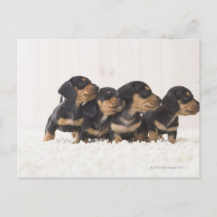 Fyra Mini Dachshund Vykort