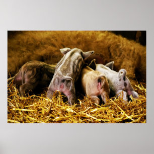 Fyra Piglet Mangalitsa-hundar i Baby som visar knö Poster