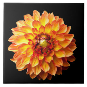 Fyra Queens Dahlia Flower Kakelplatta