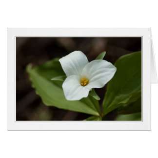 Fyra säsonger i michigan 01-kort OBS kort