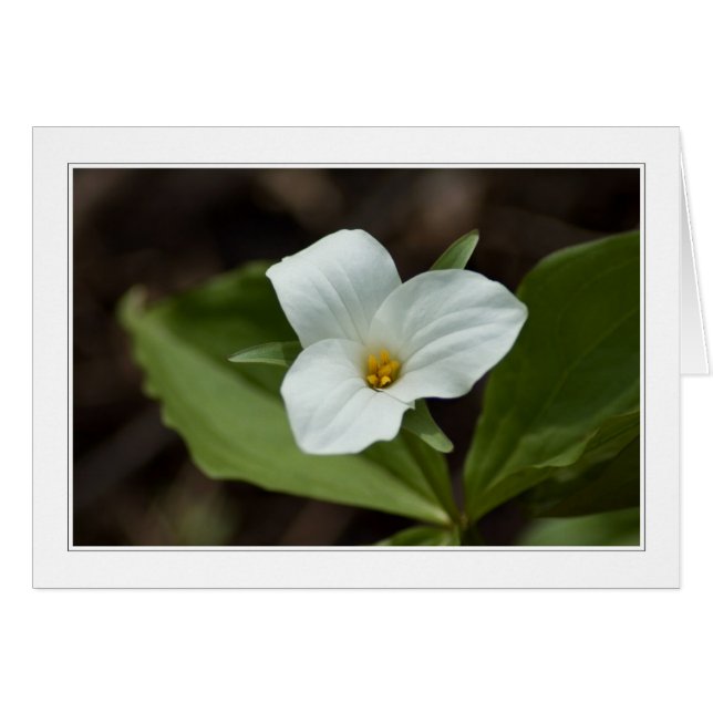 Fyra säsonger i michigan 01-kort OBS kort (Framsidan Horizontal)