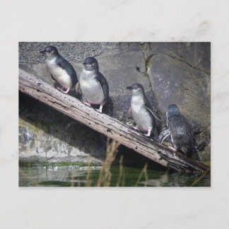 Fyra små Penguins Vykort