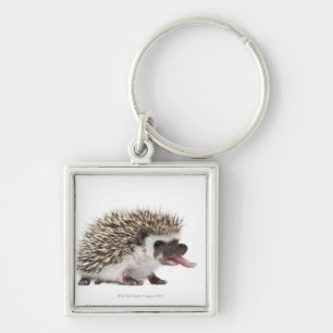 Fyra-toed igelkott - Atelerix albiventris Fyrkantig Silverfärgad Nyckelring