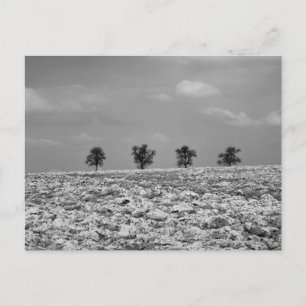 Fyra träd, landsbygd, fält / BW Fotografi Vykort
