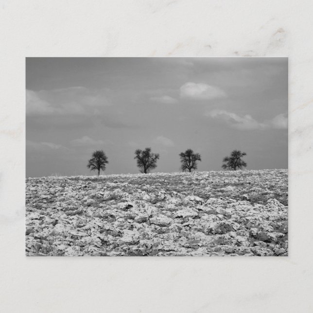 Fyra träd, landsbygd, fält / BW Fotografi Vykort (Framsida)