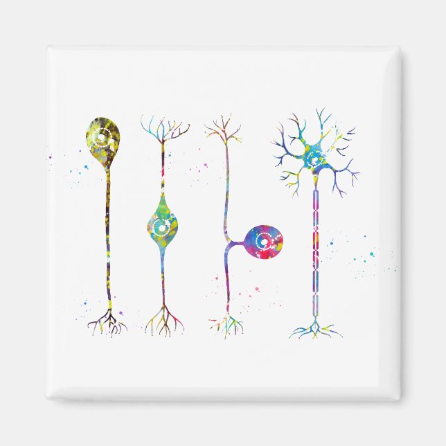 Fyra typer av neuroner magnet (Framsidan)