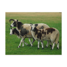 Fyra vykort för horn