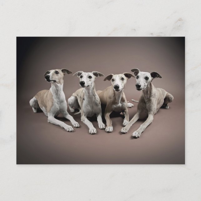 Fyra whippets vykort (Framsida)