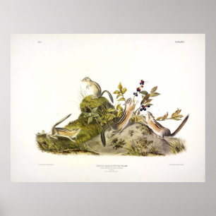 Fyrkantad jordekorre eller Colorado Chipmunk Poster