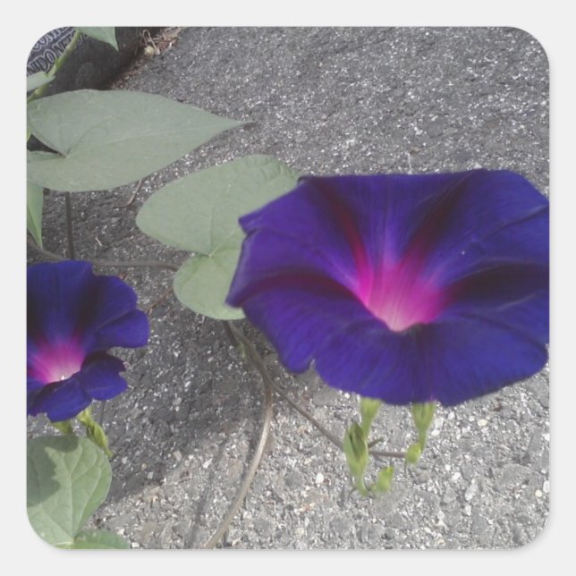 Fyrkantig Blommigt - etikett (Framsida)