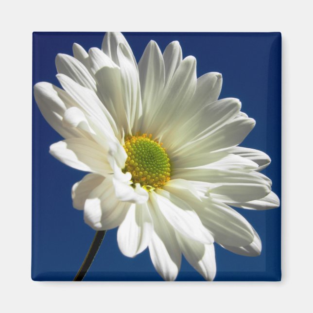 Fyrkantig Daisy, magnet (Framsidan)