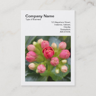 Fyrkantig Foto (v3) - Kalanchoe Knoppar Visitkort