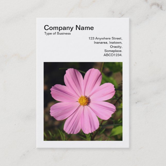 Fyrkantigt foto (v3) - Rosa Cosmos Visitkort (Framsida)