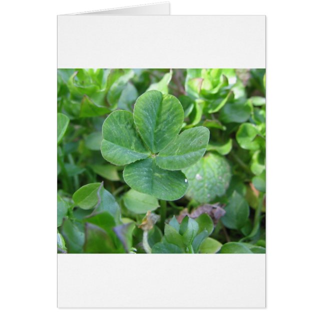 Fyrklöver Hälsningskort (Framsidan)
