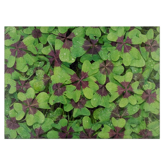 Fyrklöver, sorrel efter regn (Framsidan)