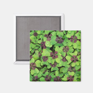 Fyrklöver, Sorrel, med Dew Magnet