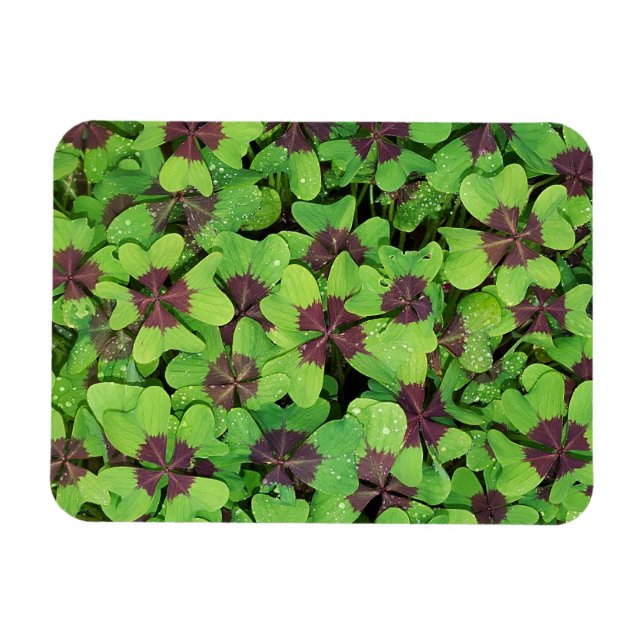 Fyrklöver, Sorrel, med Dew Magnet (Horisontell)