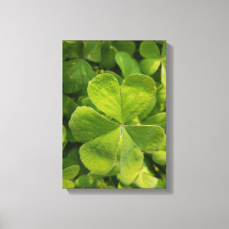 Fyrklöver Wall Art Photo Canvas