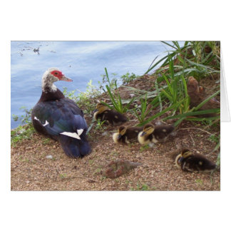 Fyrliljefläckar Hälsningskort