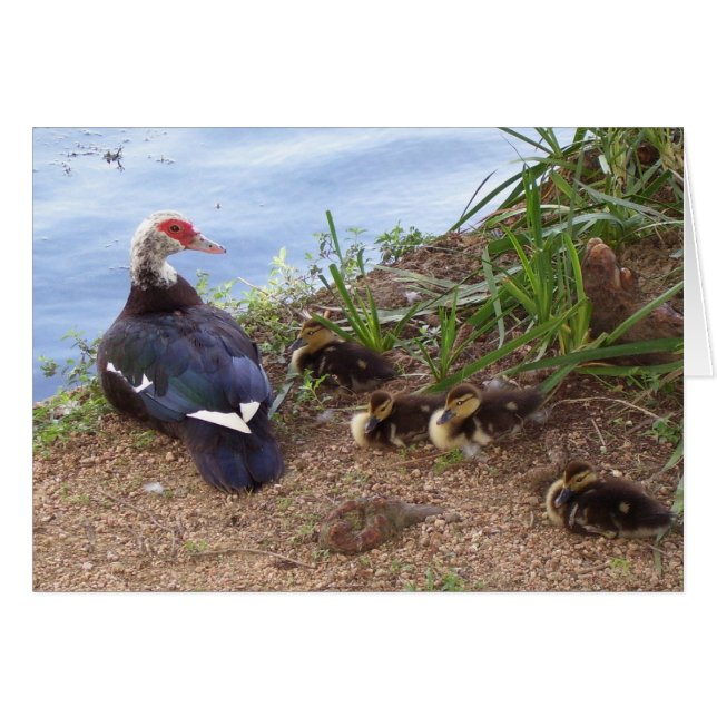 Fyrliljefläckar Hälsningskort (Framsidan Horizontal)