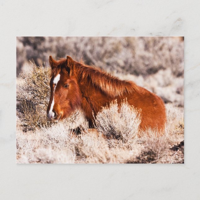 Fyrtio Winks Vykort (Framsida)